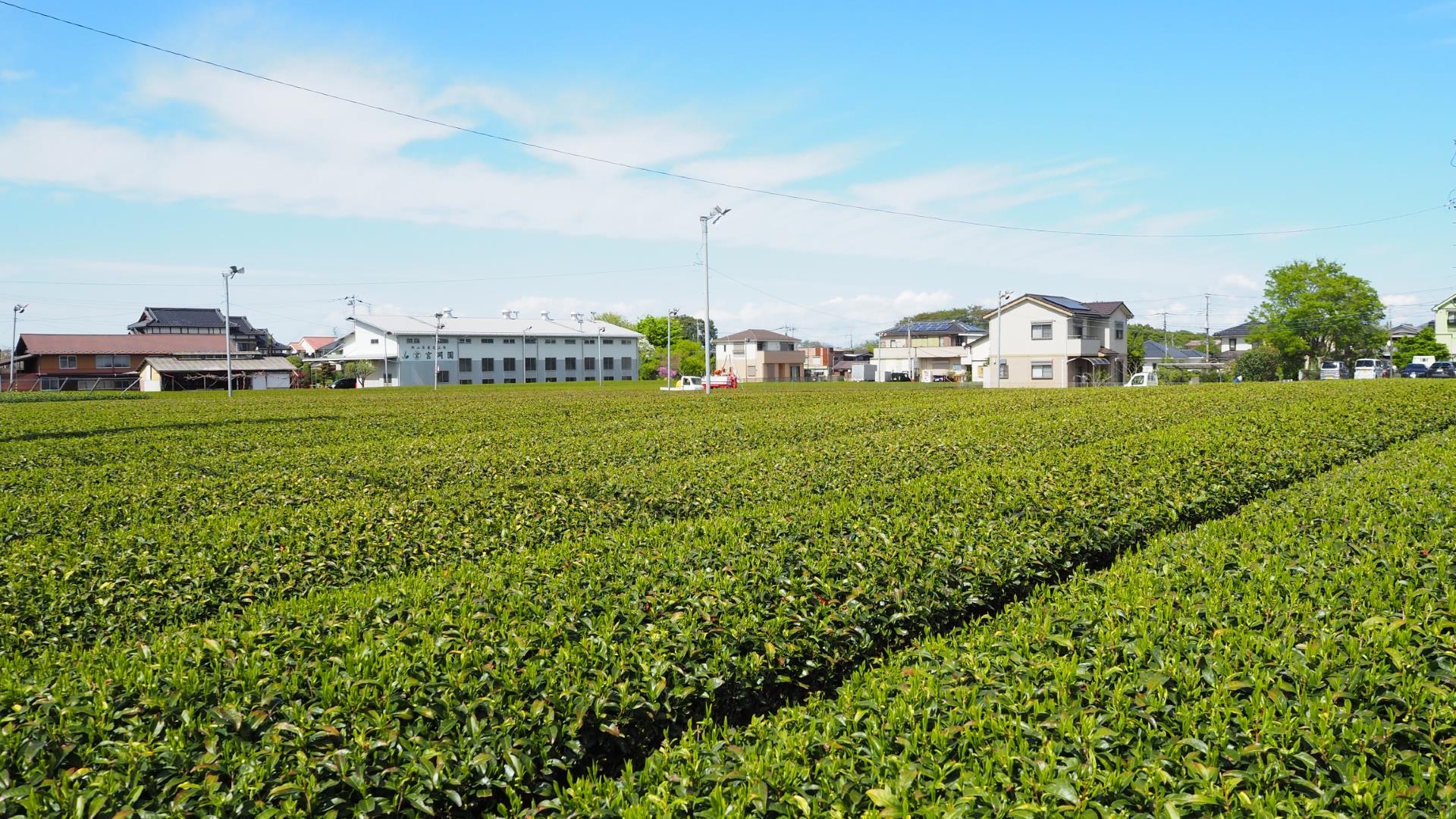 茶つみ通り・狭山茶の茶畑（埼玉県狭山市）
