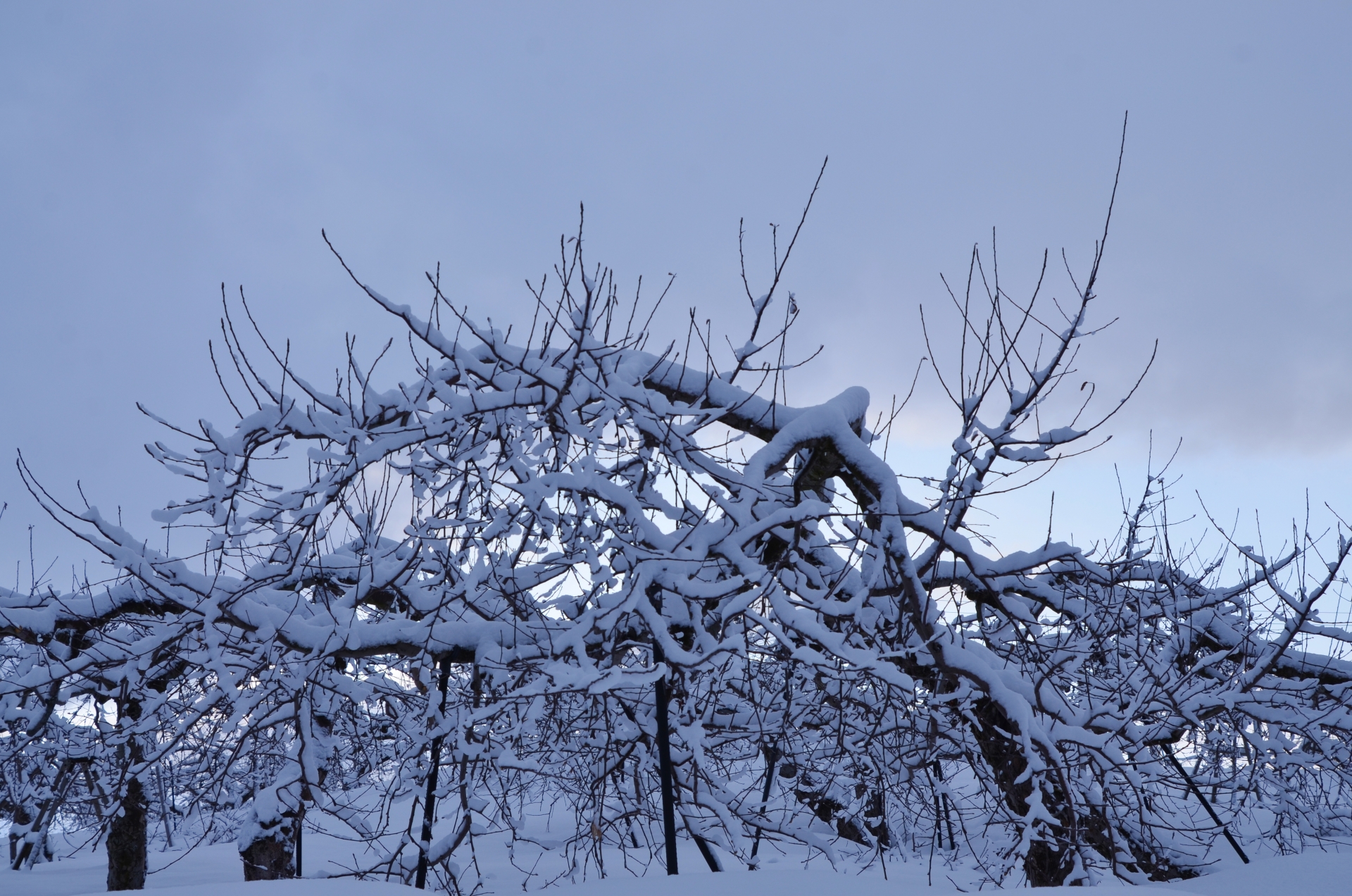 雪の中のリンゴ園