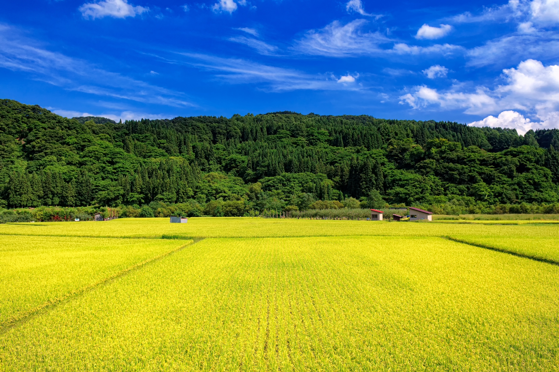 青森県・弘前市 夏の田園風景