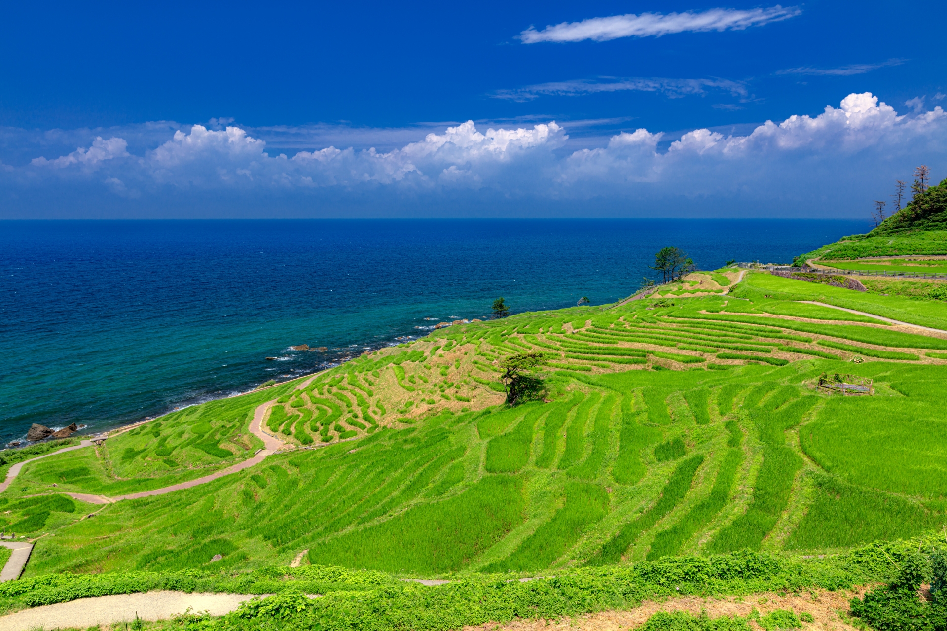 石川県・輪島市 夏の白米千枚田