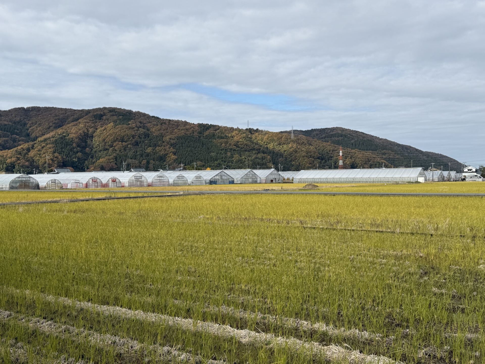 11月末の昼間　晩秋の福井県の郊外の景色