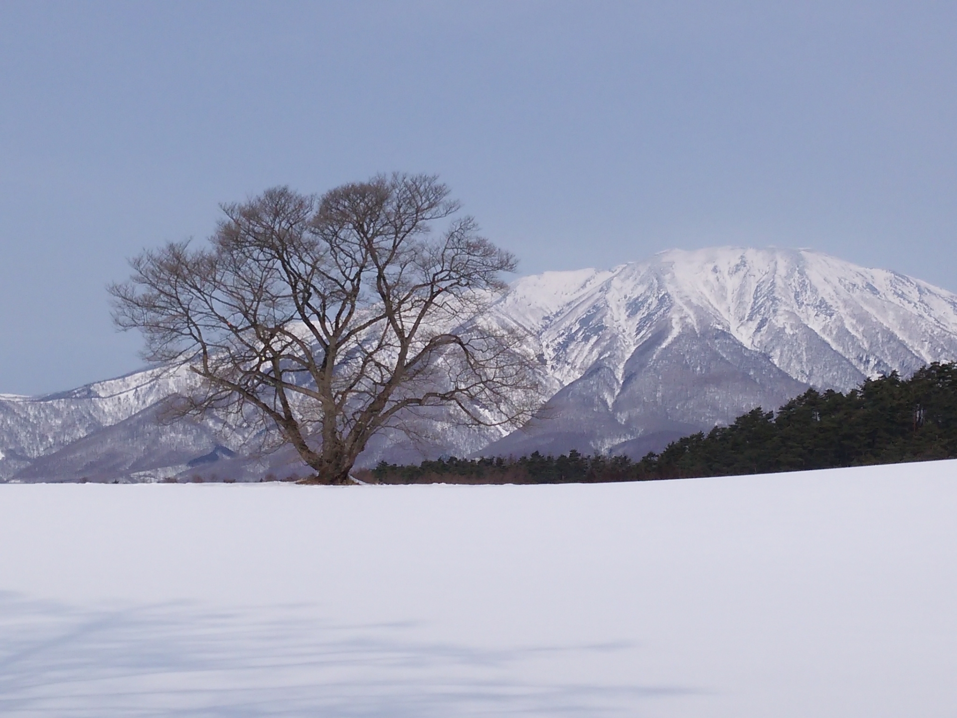 岩手県小岩井農場一本桜のある雪景色