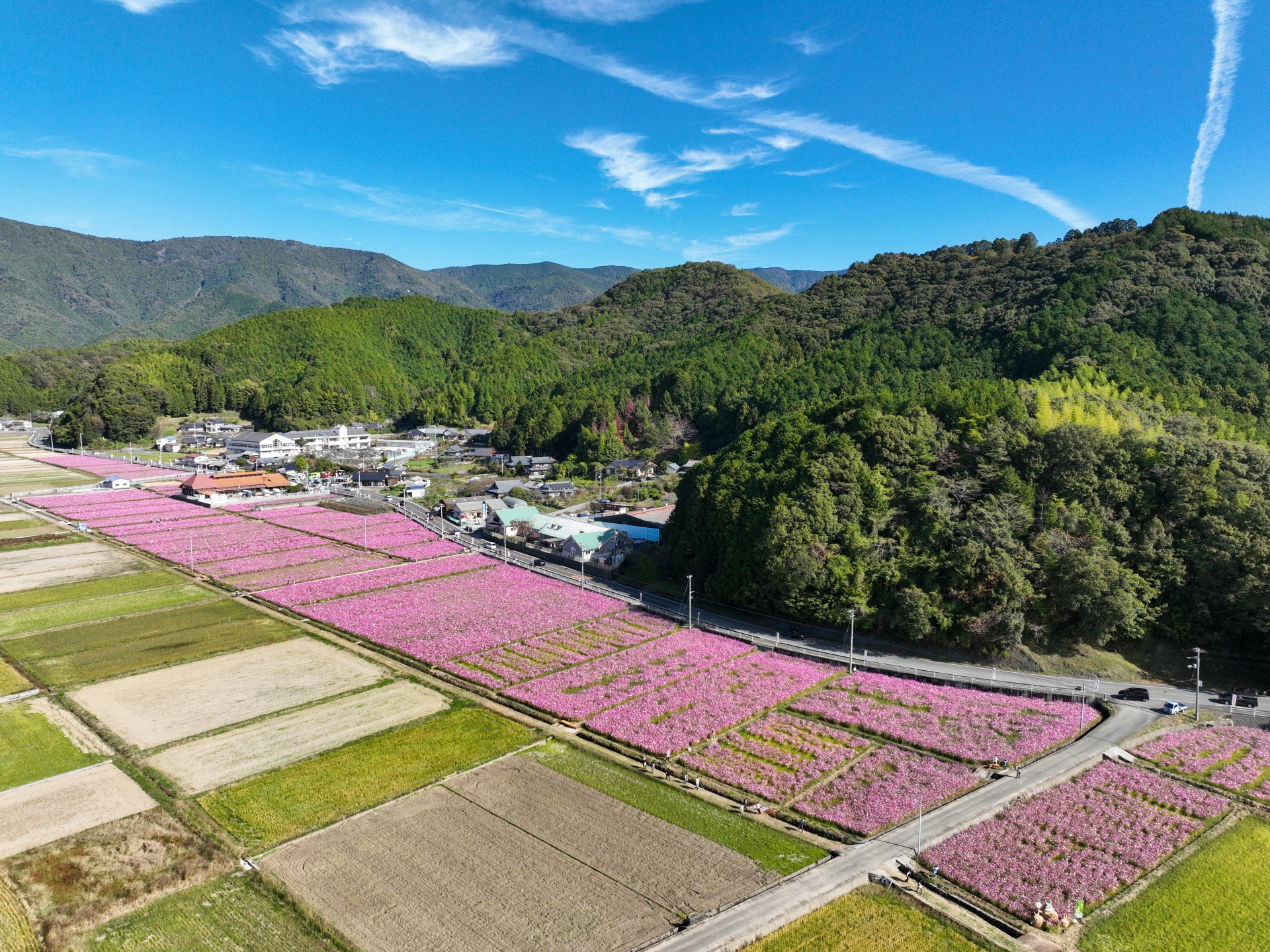 愛媛県宇和島市　みまのコスモス畑でコスモスが咲き乱れる