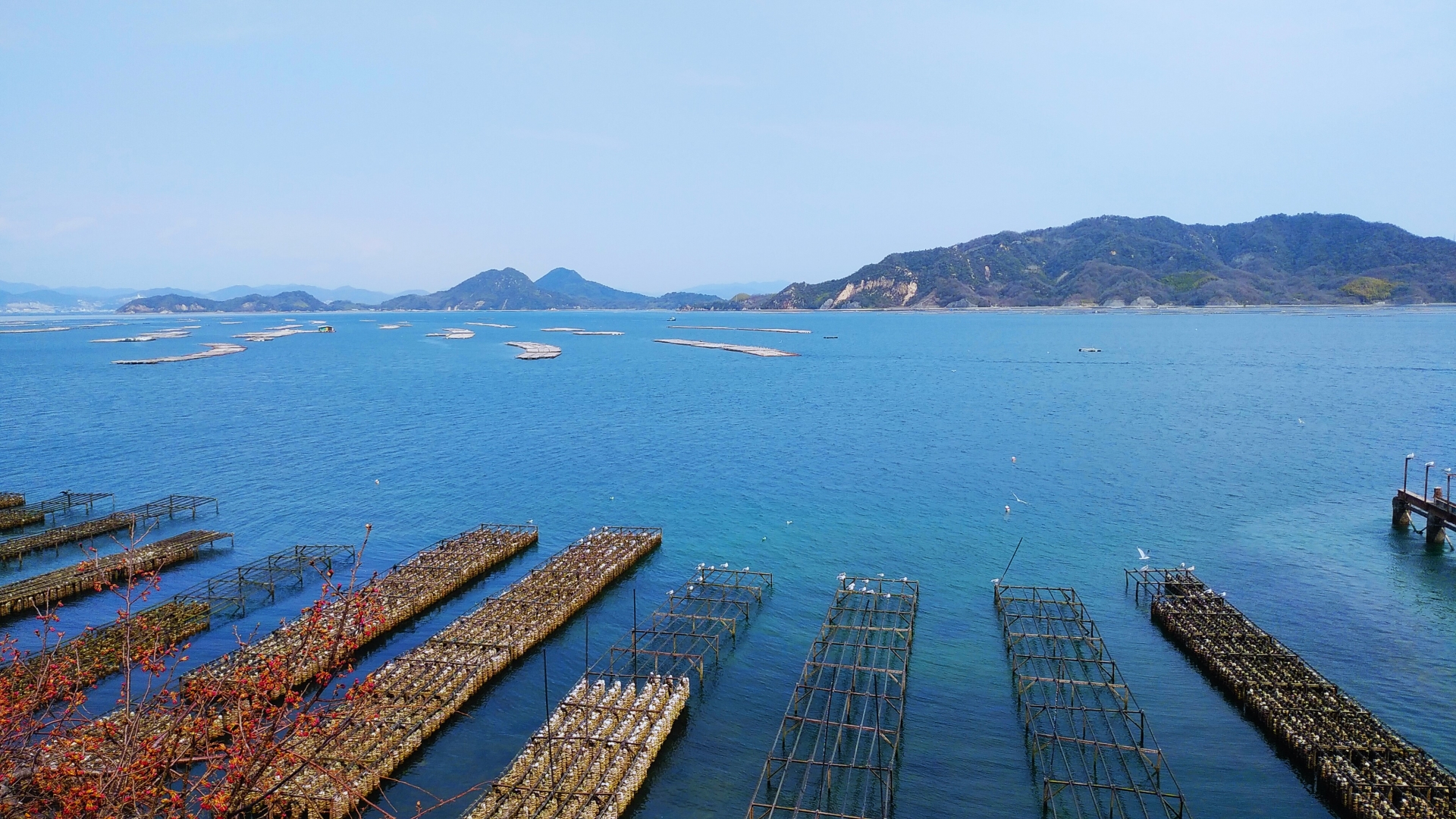 牡蠣の養殖棚が並ぶ穏やかな瀬戸内の海景色