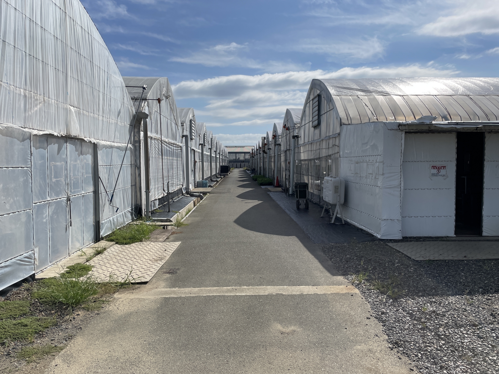 道路沿いにビニールハウスが連棟している様子