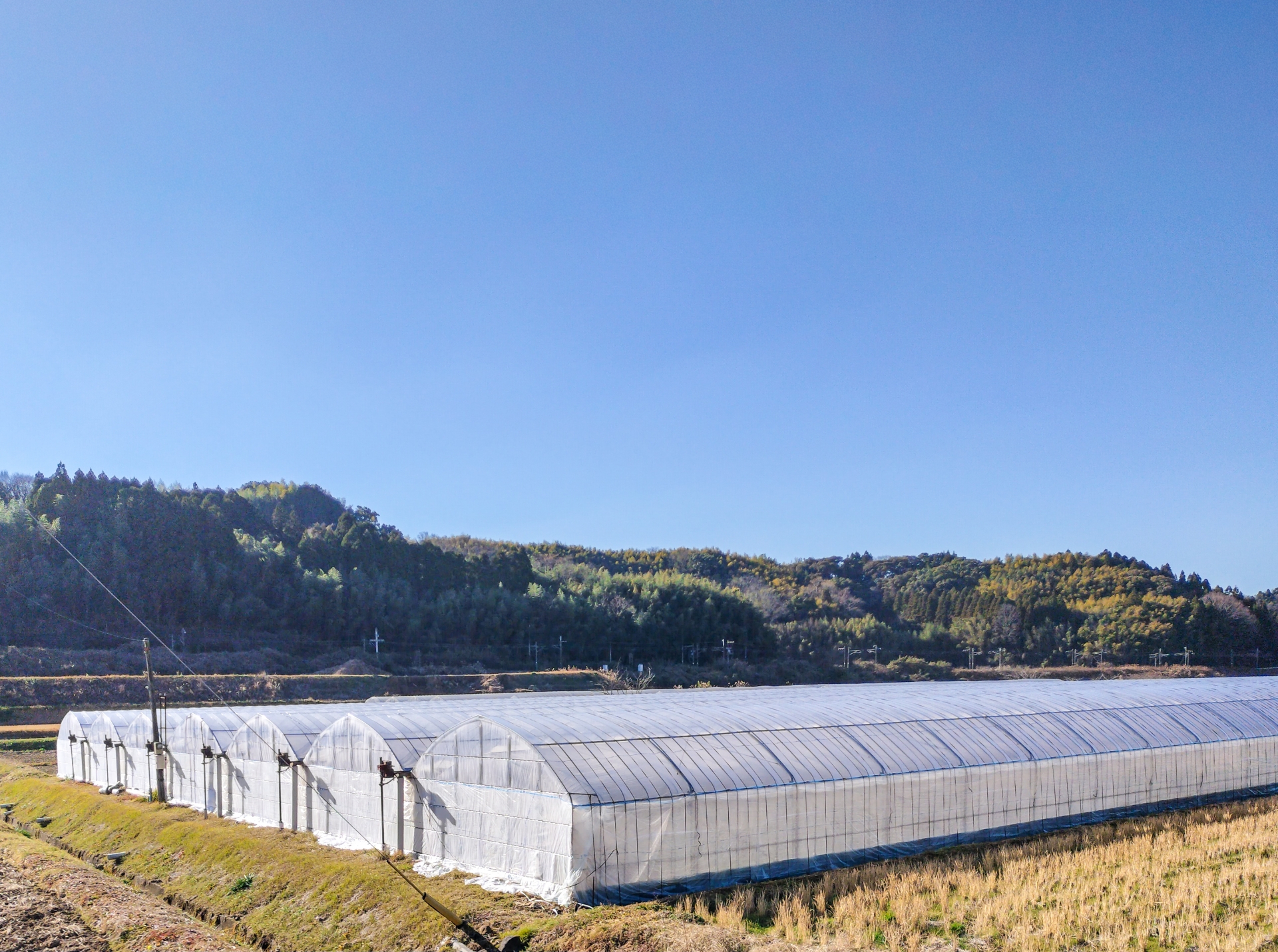 熊本県植木町の田園風景。手前の農地と奥に立ち並ぶ施設園芸用のビニールハウス群